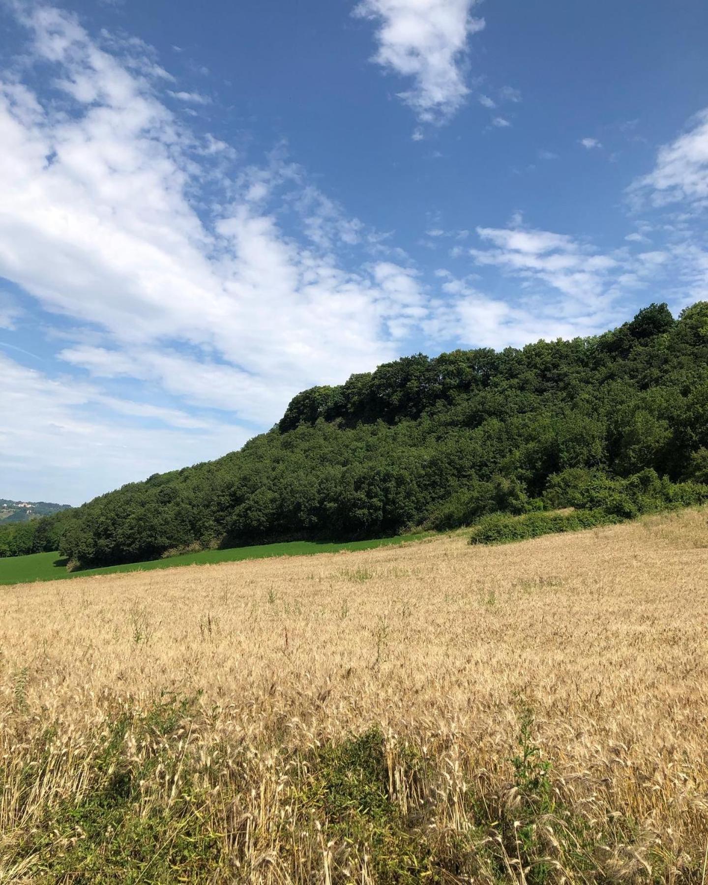 Agriturismo L'Esinante Cupramontana Zewnętrze zdjęcie